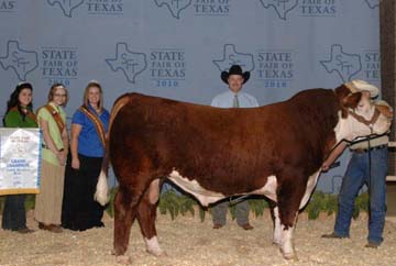 Champion Polled Hereford Bull - RSS Channing Gold 0902 ET