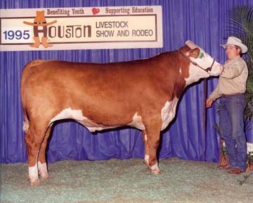 1st Place Heavyweight Polled Hereford Steer