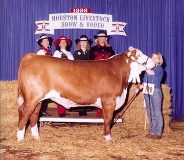 3rd Place Heavyweight Polled Hereford Steer