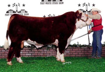Class winner Junior Yearling Bull - RSS Channing Gold 0902 ET