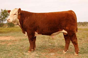 RSS El Gato de Oro 11315