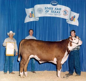 Reserve Champion Hereford Steer