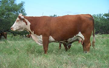 R. Schlegel & Sons Cows