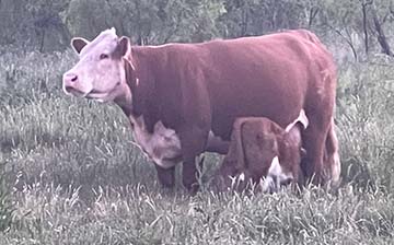 R. Schlegel & Sons Cows